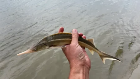 Halmonitorozás a Dunán: halványfoltú küllők és csupasztorkú gébek sokadalma a folyóban