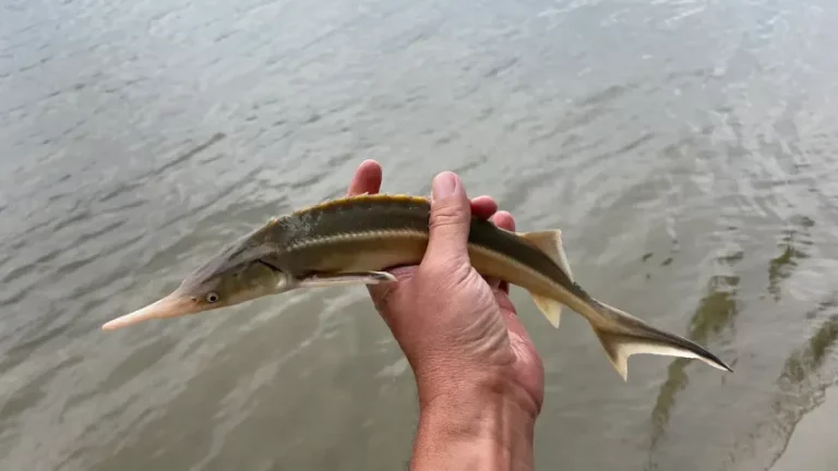 Halmonitorozás a Dunán: halványfoltú küllők és csupasztorkú gébek sokadalma a folyóban