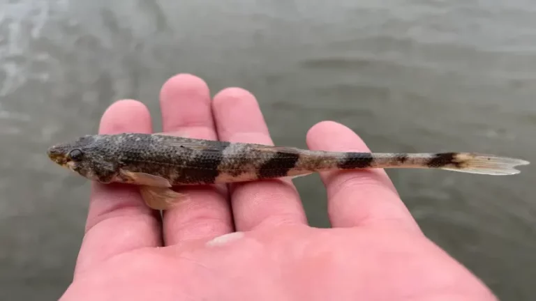 Halmonitorozás a Dunán: halványfoltú küllők és csupasztorkú gébek sokadalma a folyóban