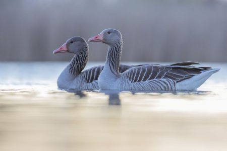 Miért élnek tovább a nők, mint a férfiak? – a várható élettartam különbségének evolúciós gyökerei