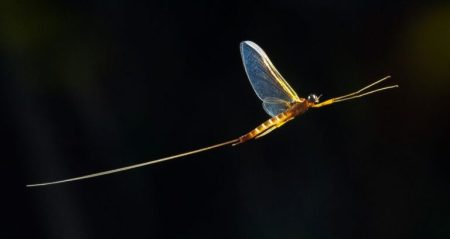 Hím kérészek szerelemre termett szemei