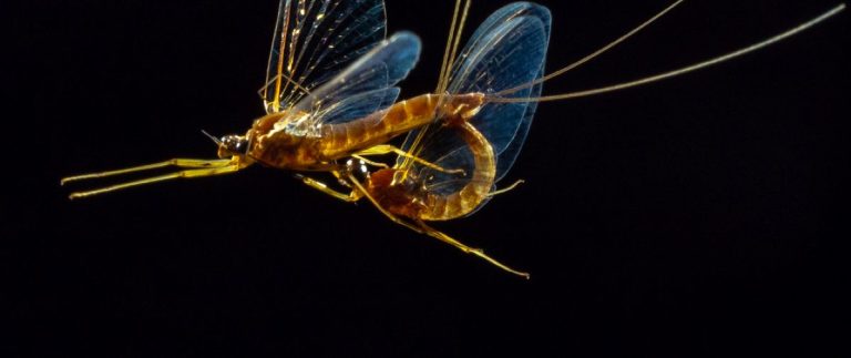 Hím kérészek szerelemre termett szemei