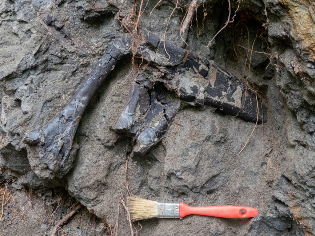 Kivételesen gazdag dinoszaurusz-lelőhelyet fedeztek fel Erdélyben Kivételesen gazdag dinoszaurusz-lelőhelyet fedeztek fel Erdélyben