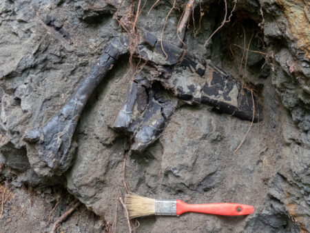 Kivételesen gazdag dinoszaurusz-lelőhelyet fedeztek fel Erdélyben