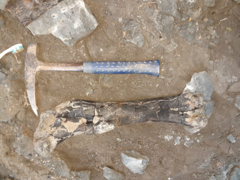 Kivételesen gazdag dinoszaurusz-lelőhelyet fedeztek fel Erdélyben