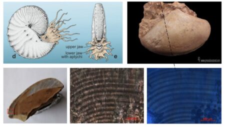 Magyar kutatók fejtették meg a jura kori ammoniteszek rendkívüli rágószervének titkát
