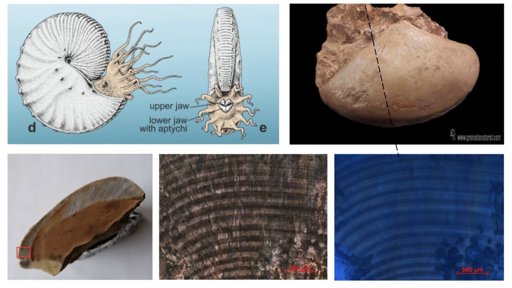Magyar kutatók fejtették meg a jura kori ammoniteszek rendkívüli rágószervének titkát Magyar kutatók fejtették meg a jura kori ammoniteszek rendkívüli rágószervének titkát