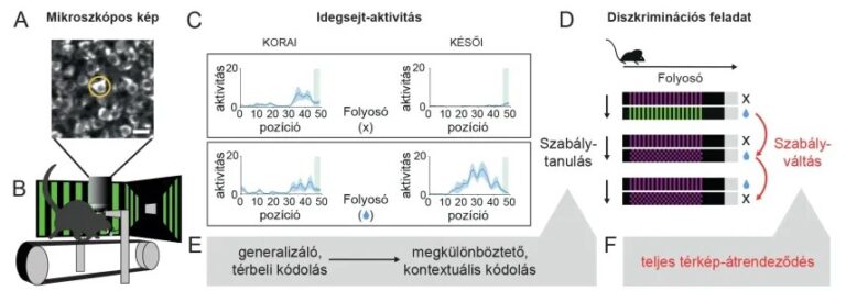 Mi történik az agyunkban miközben tanulunk és alkalmazkodunk?