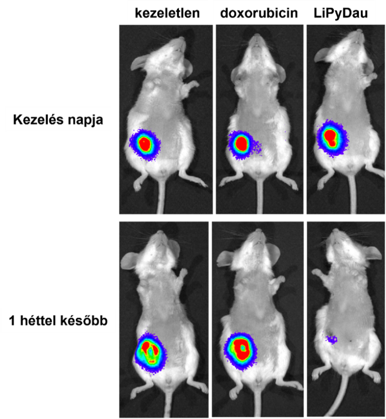 Új lendületet adhat a rák elleni harcnak a magyar kutatók fejlesztése
