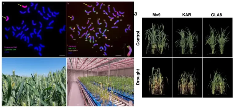 Új szárazságtűrő búzavonalat fejlesztettek a HUN-REN ATK kutatói