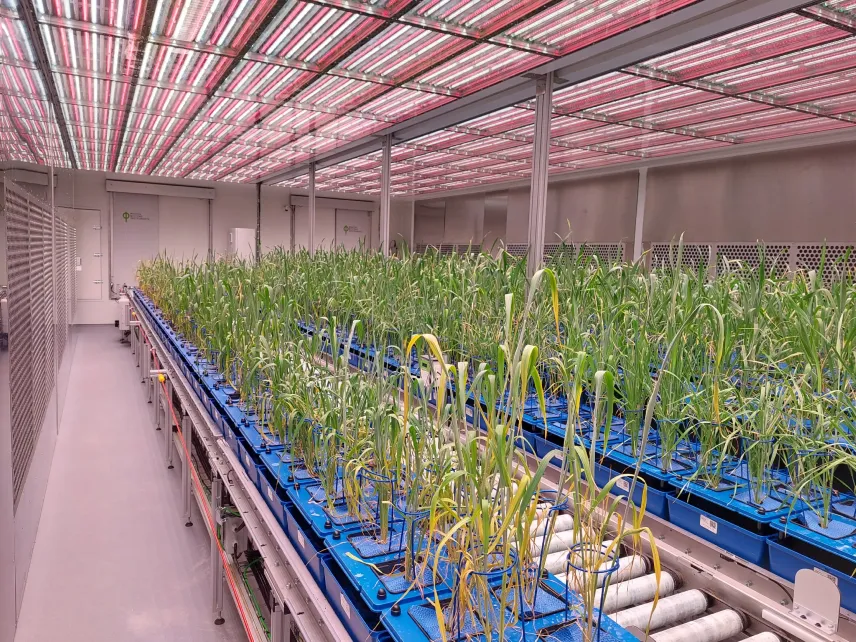 Új szárazságtűrő búzavonalat fejlesztettek a HUN-REN ATK kutatói Új szárazságtűrő búzavonalat fejlesztettek a HUN-REN ATK kutatói