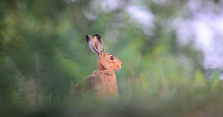 Veszélyben a mezei nyulak – a Soproni Egyetem és a NÉBIH kutatói az elsők, akik kimutatták az új vírust Magyarországon