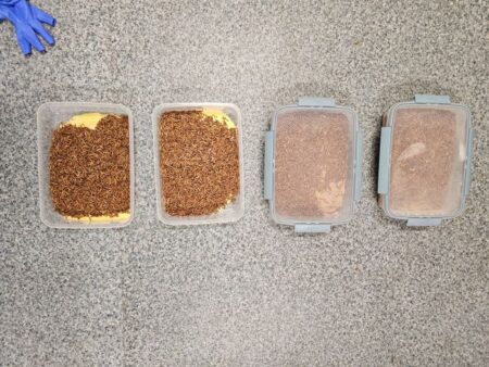 Mikotoxinnal szennyezett kukorica hasznosítására találtak megoldást a MATE kutatói