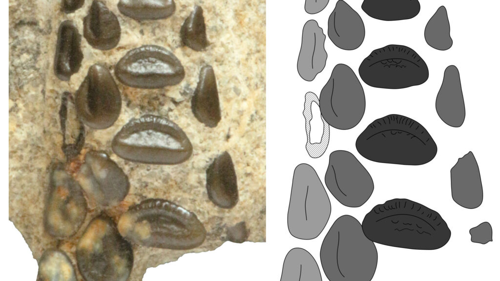 Új kréta kori őshalfaj az iharkúti dinoszauruszlelőhelyről