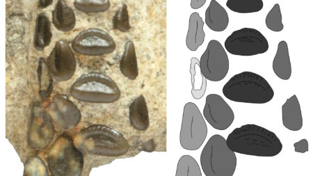 Új kréta kori őshalfaj az iharkúti dinoszauruszlelőhelyről