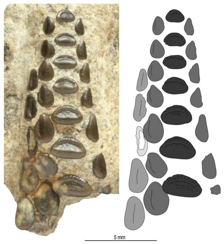 Új kréta kori őshalfaj az iharkúti dinoszauruszlelőhelyről - SAJTÓKÖZLEMÉNY