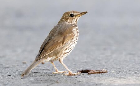 2026 év madara - a "rigóüllőt" használó énekes rigó