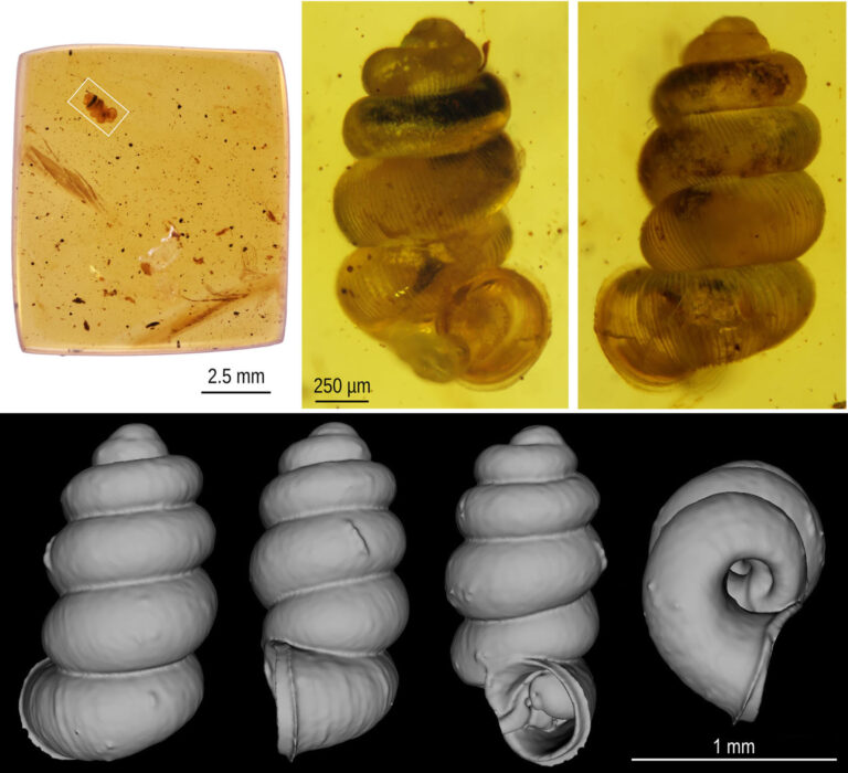 99 millió éves őscsigákat fedeztek fel magyar kutatók