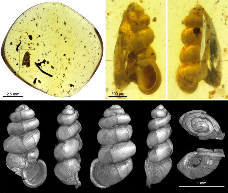 99 millió éves őscsigákat fedeztek fel magyar kutatók