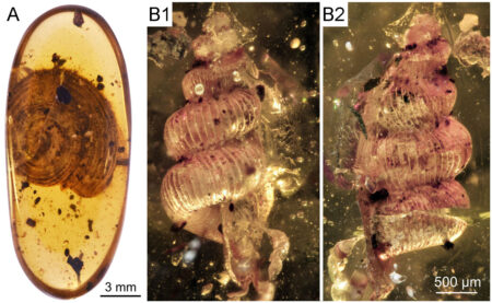 99 millió éves őscsigákat fedeztek fel magyar kutatók