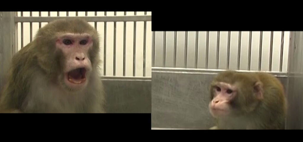 A jósló agy – új felfedezés a társas viselkedés hátteréről