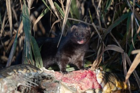 Amerikai nyérc, egy újonnan megjelent inváziós emlősfaj Északnyugat-Magyarországon