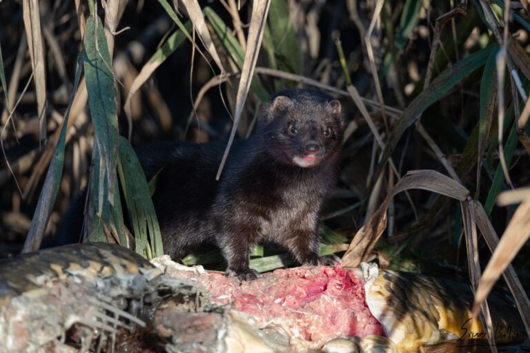 Amerikai nyérc, egy újonnan megjelent inváziós emlősfaj Északnyugat-Magyarországon