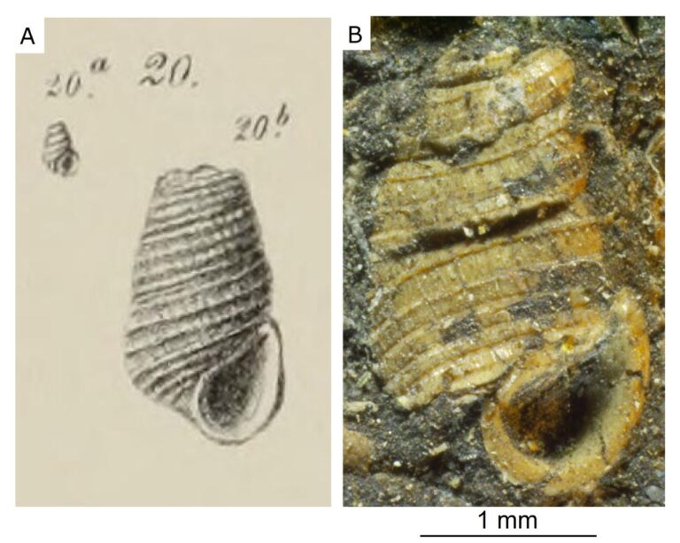 Felbecsülhetetlen értékű bakonyi kövületgyűjtemény került elő Bécsben