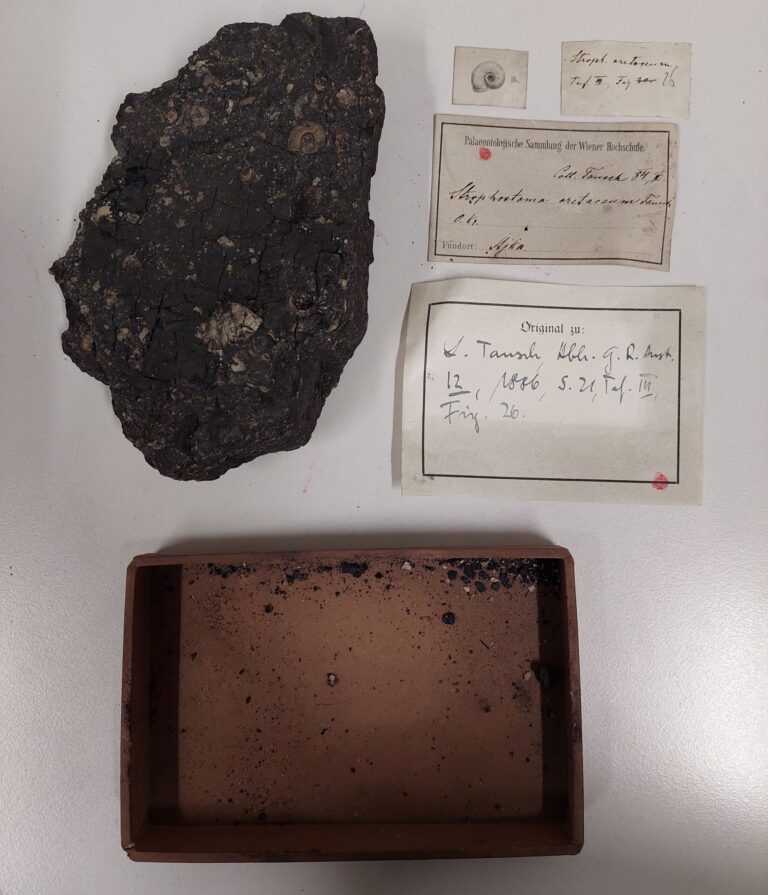 Felbecsülhetetlen értékű bakonyi kövületgyűjtemény került elő Bécsben