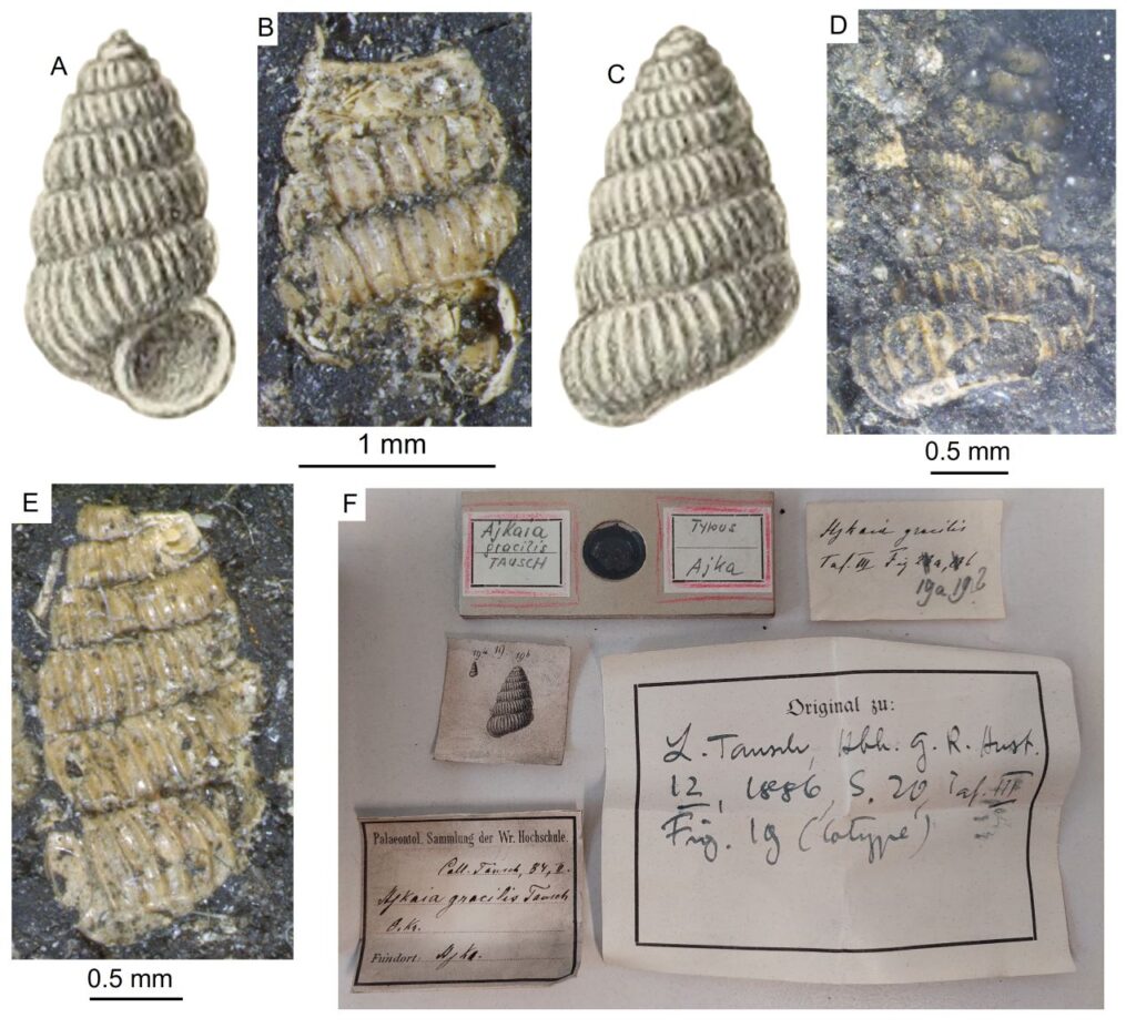 Felbecsülhetetlen értékű bakonyi kövületgyűjtemény került elő Bécsben