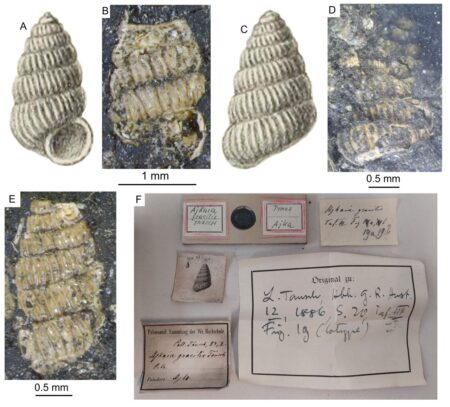 Felbecsülhetetlen értékű bakonyi kövületgyűjtemény került elő Bécsben