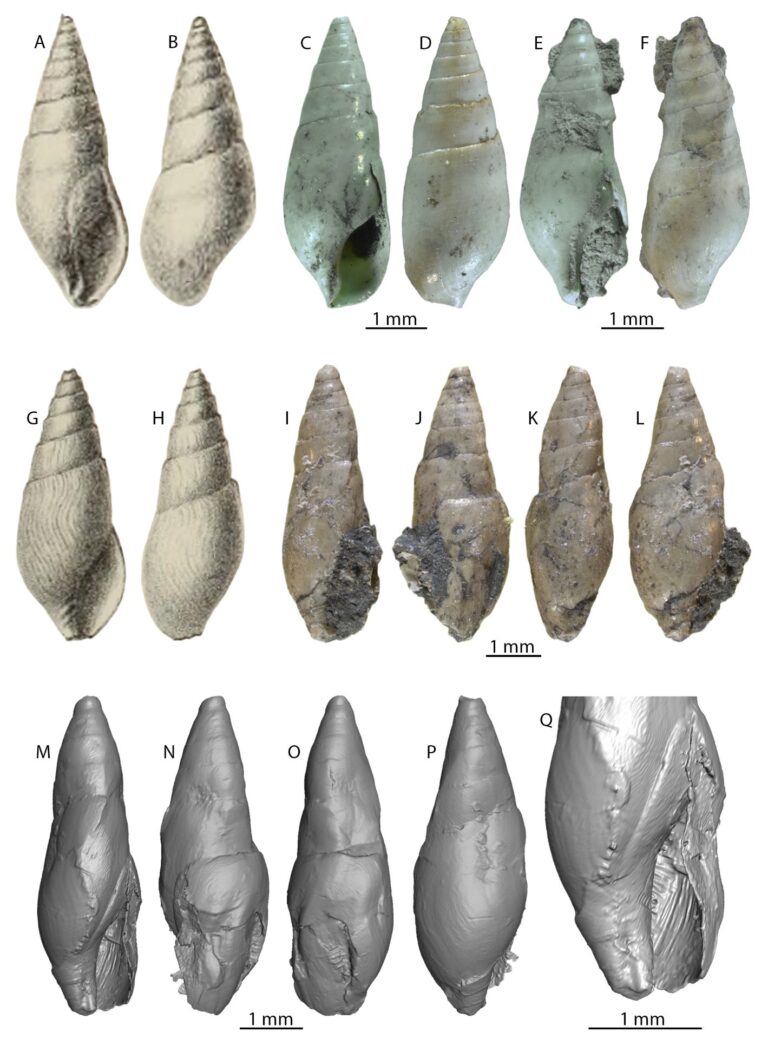 Felbecsülhetetlen értékű bakonyi kövületgyűjtemény került elő Bécsben