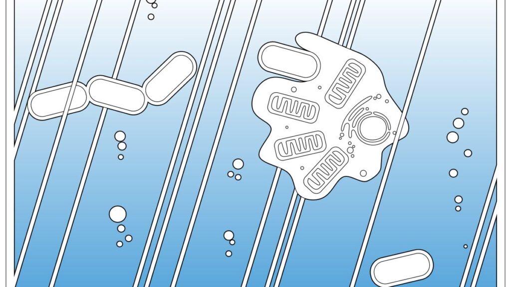 Feltárul az eukarióta sejt eredete