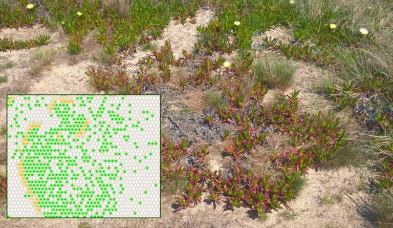 Matuzsálemek a növényvilágban