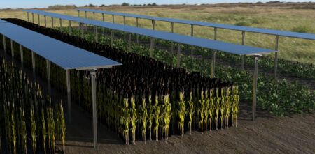 Növénytermesztés és energiatermelés egyben: innovatív projekt a Széchenyi István Egyetem közreműködésével Növénytermesztés és energiatermelés egyben: innovatív projekt a Széchenyi István Egyetem közreműködésével