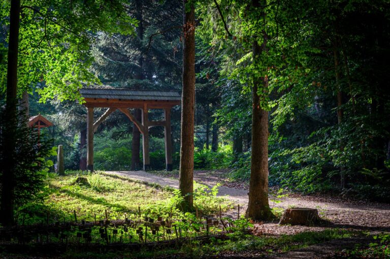 Rekordszámú előadással és jövőbe mutató témákkal érkezik a Soproni Egyetem Erdészeti Tudományos Konferenciája