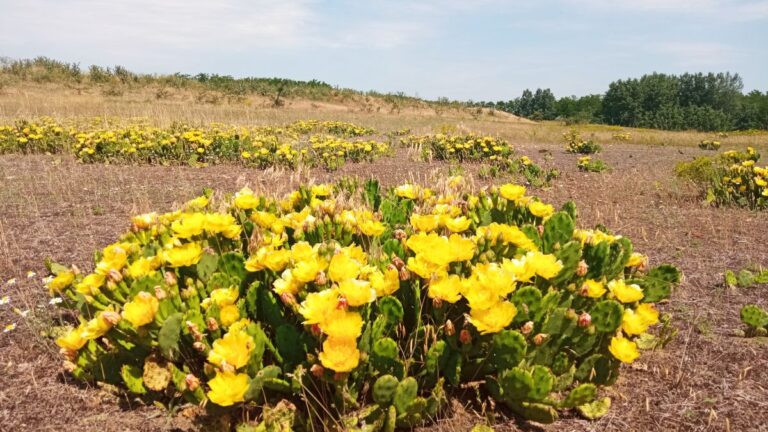 Új fajok, új kihívások – Megjelent az inváziós fajok terjedését és kezelését bemutató kiadvány