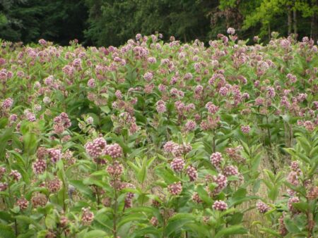 Új fajok, új kihívások – Megjelent az inváziós fajok terjedését és kezelését bemutató kiadvány