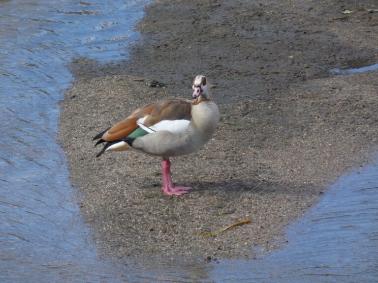 Új fajok, új kihívások – Megjelent az inváziós fajok terjedését és kezelését bemutató kiadvány