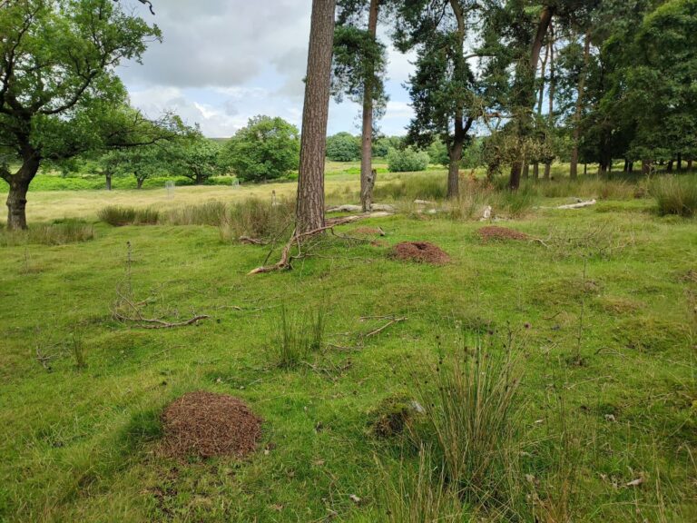 Amikor egy fontos erőforrás kiesik: mit taníthatnak nekünk a vöröshangyák hálózatai?