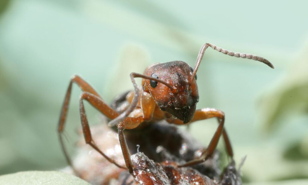 Amikor egy fontos erőforrás kiesik: mit taníthatnak nekünk a vöröshangyák hálózatai? Amikor egy fontos erőforrás kiesik: mit taníthatnak nekünk a vöröshangyák hálózatai?