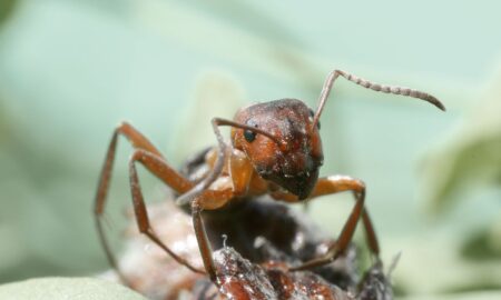 Amikor egy fontos erőforrás kiesik: mit taníthatnak nekünk a vöröshangyák hálózatai?