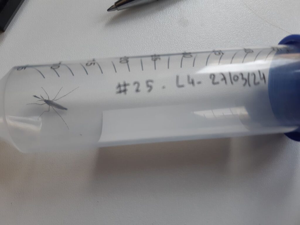 Egy zümmögésből megmondjuk, mi az – Mesterséges intelligencia a szúnyogmonitorozásban