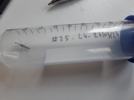 Egy zümmögésből megmondjuk, mi az – Mesterséges intelligencia a szúnyogmonitorozásban