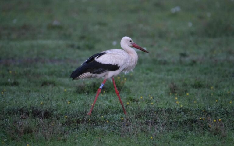 Hol töltötték 2025/2026 telét gyűrűs madaraink? – érdekességek a Madárgyűrűzési Központ adattárából