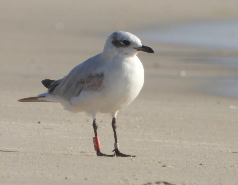 Hol töltötték 2025/2026 telét gyűrűs madaraink? – érdekességek a Madárgyűrűzési Központ adattárából
