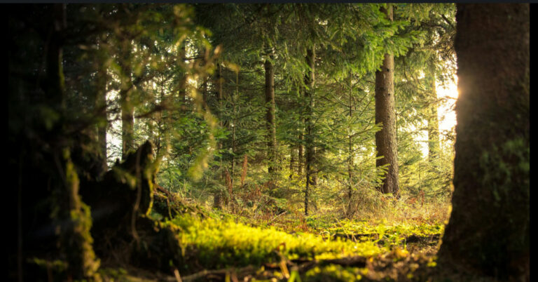Így óvhatjuk Sopron vízkészletét a Soproni Egyetem kutatója szerint