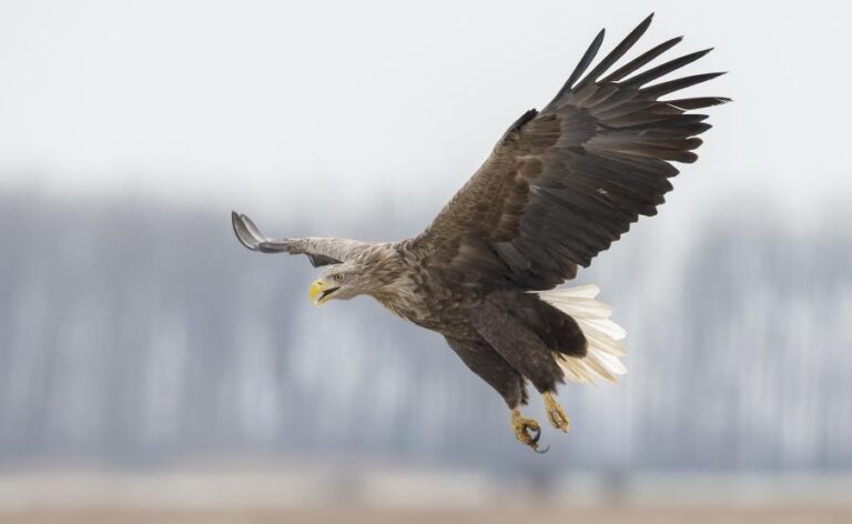 Rendszerszintű problémákra is rávilágít a szigetközi rétisas ügye