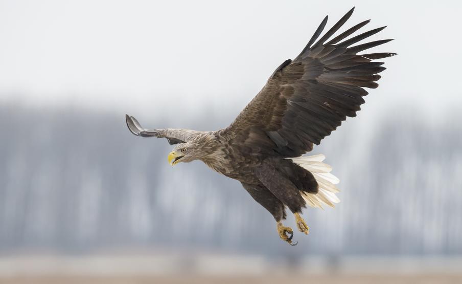 Rendszerszintű problémákra is rávilágít a szigetközi rétisas ügye Rendszerszintű problémákra is rávilágít a szigetközi rétisas ügye