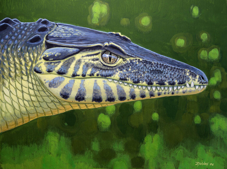 Szárazföldi krokodil garázdálkodott a Bakonyban 85 millió évvel ezelőtt